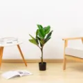 Pianta in vaso artificiale nordica finto albero verde decorazione d'interni molto elegante. - Ficus Lyrata 80cm