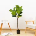 Pianta di fico di foglia di violino finta in vaso albero verde decorazione per la casa - Ficus Lyrata 120cm