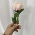 Gros plan détaillé de la fleur de rose artificielle avec des pétales roses délicats et des feuilles. - Rose Champagne