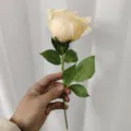 Artificial champagne rose flower detail closeup, premium fake floral decor for home. - Champagne