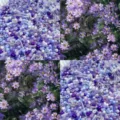 Glass seed beads mix purple blue tubes round DIY handmade bracelet necklace jewelry detail - Purple Daisy
