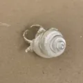 Close-up detailopname van de handgemaakte natuurlijke schelp zilveren ring in vakantiestijl. - Stijl D