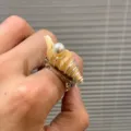 Bague coquillage conque naturelle faite à la main avec perle style océan design niche - Style Perle Unique Coquillage (R1045-C)