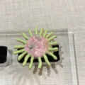 Handgemaakte emaille Y2K zoete coole ring met parels en vlinders, vintage mode sieraden. - Roze ronde schijf met groene straal stijl (R567-G-7)