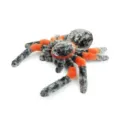 Grey orange tarantula plush toy cute spider doll soft children soothing animal gift - Spider / 25cm