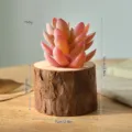 Wooden tree stump succulent pot with artificial plant, mini bark planter for home decor. - Log Red Snow Lotus