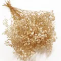 Close-up of natural dried baby's breath flower bouquet, delicate white floral details. - Beige 1 Small Bundle