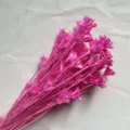 Pink dried star flowers bundle natural botanical material for DIY floral craft home decor details - Rose Red