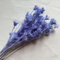 Natural dried starflowers for floral arrangement DIY, elegant purple home decor detail. - Blue and Purple