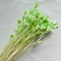 Detalle de tallos de flores de estrella secas verdes naturales para arreglos florales y decoración. - Verde Fruta