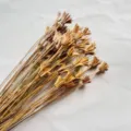 Dried natural botanical flower stems for DIY floral arrangements and home decoration. - Original Color