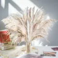 Ramo de hierba de la pampa seca cañas esponjosas cola de conejo decoracion del hogar. - HS24