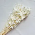 White dried natural flowers bouquet, elegant floral arrangement for home decor and DIY crafts. - White