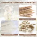 100pcs dried pampas grass bouquet bunny tails natural white reed flowers home decor - 100 Pcs Combination 3 (With Box)