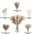 Dried Pampas Grass Bouquet Set Natural Bunny Tails Reed Flowers Home Decor Boho - 85 Pcs Combination 1 (With Box)-HS34