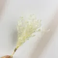 Mini bouquet di fiori secchi naturali stabilizzati per scatola regalo e decorazione matrimonio. - Mini Bouquet di Fiori Secchi(XH238)
