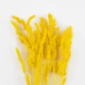 Yellow dried grass detail shot, vibrant plant material for DIY floral arrangements. - Pack of 30 / Yellow