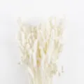 Natural white dried grass for home decor, DIY floral arrangements and glass dome displays. - Pack of 30 / White