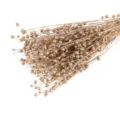 Detalle de rama de flor seca dorada, ramo botánico natural para decoración del hogar casa. - Dorado Guisante de Paternoster