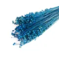 Ramo natural de vainas de semillas de lino secas azules para decoración del hogar y DIY. - Azul Guisante de Paternoster
