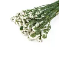 Bouquet de fleurs de statice séchées naturelles blanches immortelles pour déco maison - Blanc