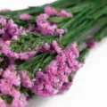 Bouquet di fiori di statice secchi naturali composizione floreale viola per decorazione casa. - Rosa
