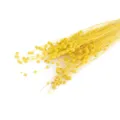 Ramo de flores de lino amarillas secas, cápsulas de semillas naturales para decoración DIY. - Amarillo Guisante de Paternoster