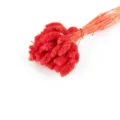 Ramo de hierba de cola de conejo seca roja decoración boho para florero hogar - Rojo 50 Piezas/Paquete