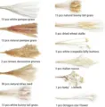 Dried pampas grass bunny tail dried flowers bouquet natural home decor plant bundle SKU - 109 Pcs Combination 1 (With Box)-HS19