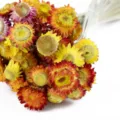 Closeup of colorful dried strawflower bouquet details, perfect for home decor and DIY crafts. - 20PCS