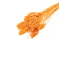 Primer plano detallado de un ramo de flores secas naranjas para decoración del hogar. - Naranja 50 Piezas/Paquete