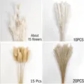 Natural dried pampas grass and bunny tails dried flower bouquets for home decor wholesale. - 60 Pcs Combination 1 (With Box)-HS141