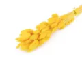 Gelber getrockneter Gräser Blumenstrauß Detail, natürliche Pflanzen Deko für Raumgestaltung. - Gelb 50 Stück/Packung