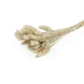 Detailaufnahme eines natürlichen getrockneten Grasstraußes mit silbernem Band für Heimdekoration. - Naturfarbe 50 Stück/Packung