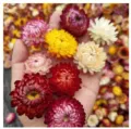 Fiori di paglia secchi naturali capolini colorati per decorazioni domestiche fai da te - 1kg Testina di Fiore