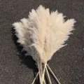 Erba della pampa secca naturale grandi pennacchi di canna soffici per decorazioni di nozze. - Erba della Pampa Grande 40-50cm Un Pezzo