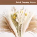 Natural ramo de hierba de pampas seca con colas de conejo esponjosas para decoración. - HS43