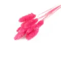 Rosa getrocknetes Gras Deko Bund, flauschige Trockenblumen für Vasen und Innendekoration. - Rosarot 50 Stück/Packung