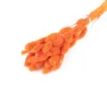 Leuchtend orangefarbener Trockengras Strauch, ideal fur moderne Heimdecorations und Blumenarrangements. - Dunkelorange 50 Stück/Packung