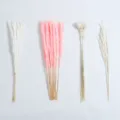 Bouquet de fleurs séchées pampas naturelles et queue de lapin pour la déco de mariage. - HS03