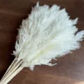 Erba della pampa bianca naturale fiori secchi canne soffici per decorazione casa matrimonio - Canna Bianca Un Pezzo