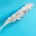 Erba della pampa essiccata bianca naturale soffice canna per decorazione matrimonio. - Grande Canna 60-70cm Un Pezzo