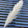 Erba pampas bianca fiori secchi, canna naturale soffice per decorazione matrimonio e oggetti di scena. - Grande Canna Oltre 70cm Un Pezzo