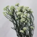 Geconserveerde witte rijstbloem boeket voor DIY huisdecoratie en mooie bureau bloemstukken. - Wit met groene steel