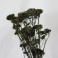 Gedroogd rijstbloemen boeket, natuurlijke botanische decoratie voor DIY huis en kantoor. - Bruin