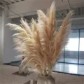 Natural dried pampas grass large reed floral decor fluffy plumes for wedding home interior styling. - Male Pampas Grass 60-70cm