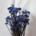 Mazzo di fiori di riso stabilizzati blu scuro, pianta secca naturale per la decorazione. - Blu