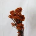Gepreserveerd rijstbloemboeket, oranje droogbloem voor huisdecoratie en kantoorstijl. - Oranje