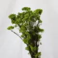 Fleurs de riz préservées vertes fleurs séchées pour décoration d'intérieur DIY arrangement 1u - Vert Fluorescent