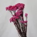 Bouquet de fleurs de riz rose préservées naturelles pour décoration d'intérieur et bureau. - Rose rouge